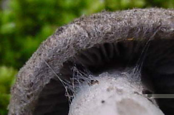 ハマシメジ クモの巣膜